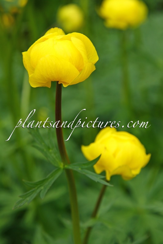 Trollius europaeus ‘Superbus’