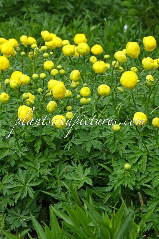 Trollius ‘Lemon Queen’