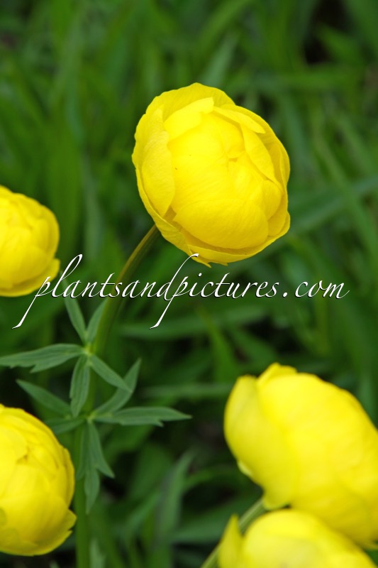 Trollius ‘Lemon Queen’