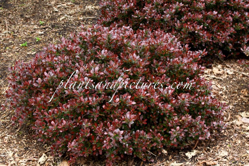 Berberis thunbergii ‘Atropurpurea Nana’