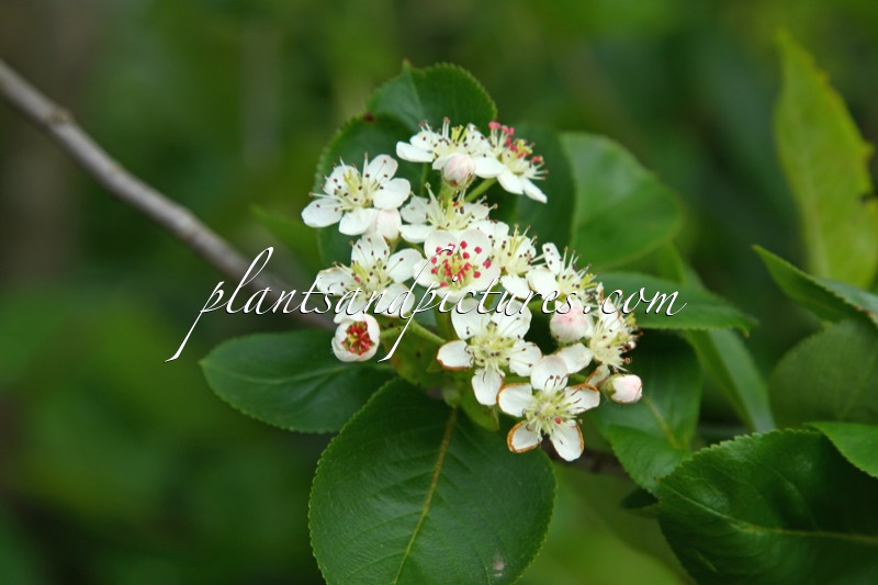 Aronia prunifolia ‘Viking’