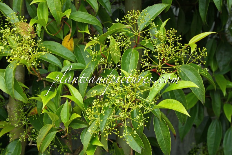 Camptotheca acuminata