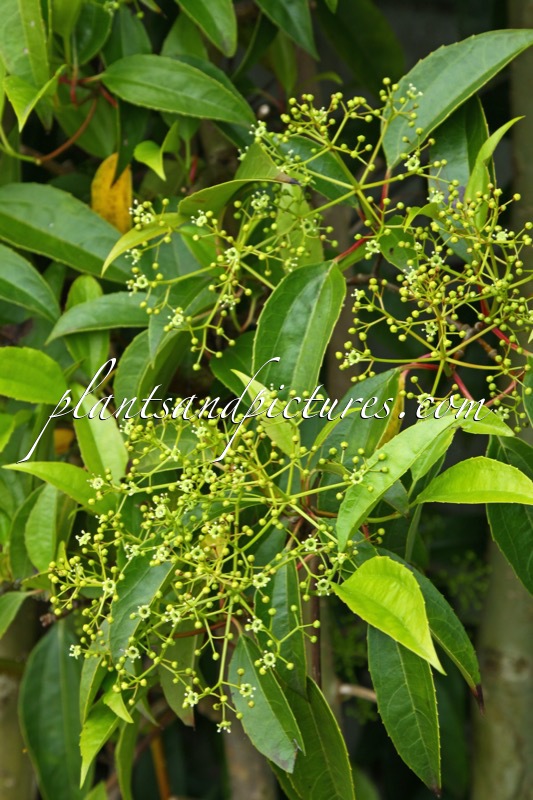 Camptotheca acuminata