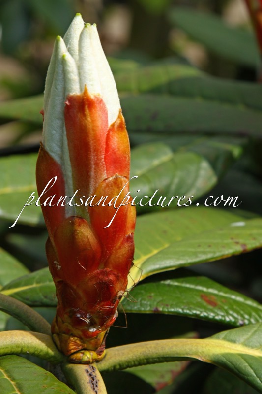 Rhododendron praestans