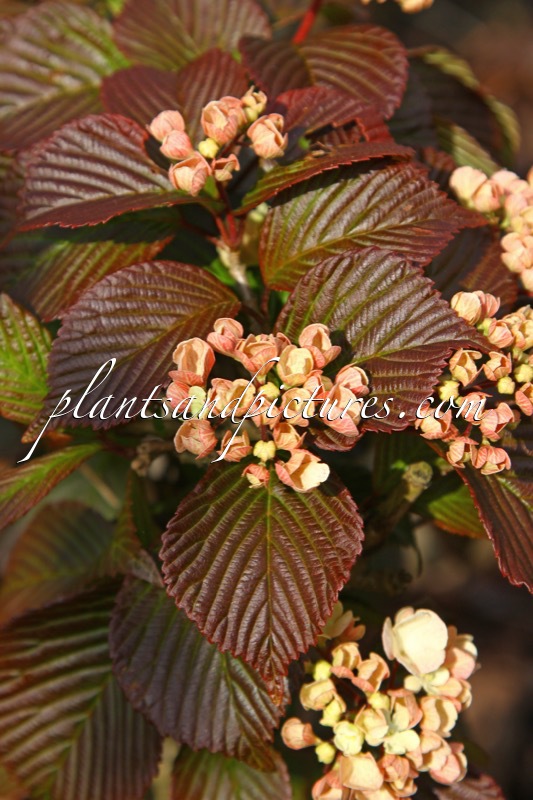 Viburnum plicatum ‘Rosace’