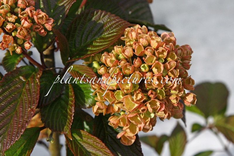 Viburnum plicatum ‘Mary Milton’