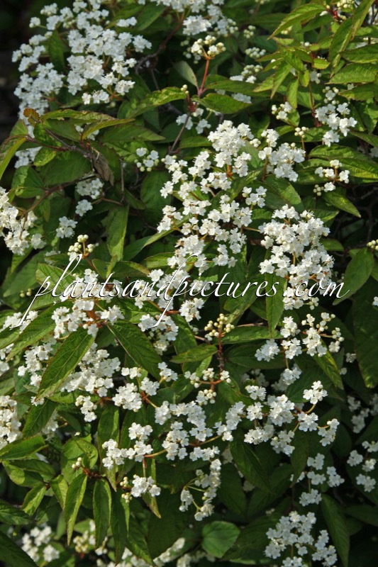 Viburnum ichangense