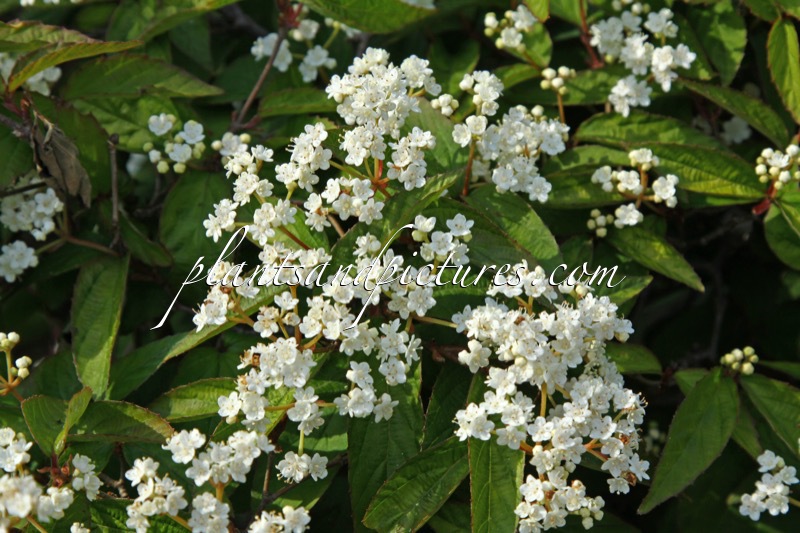 Viburnum ichangense