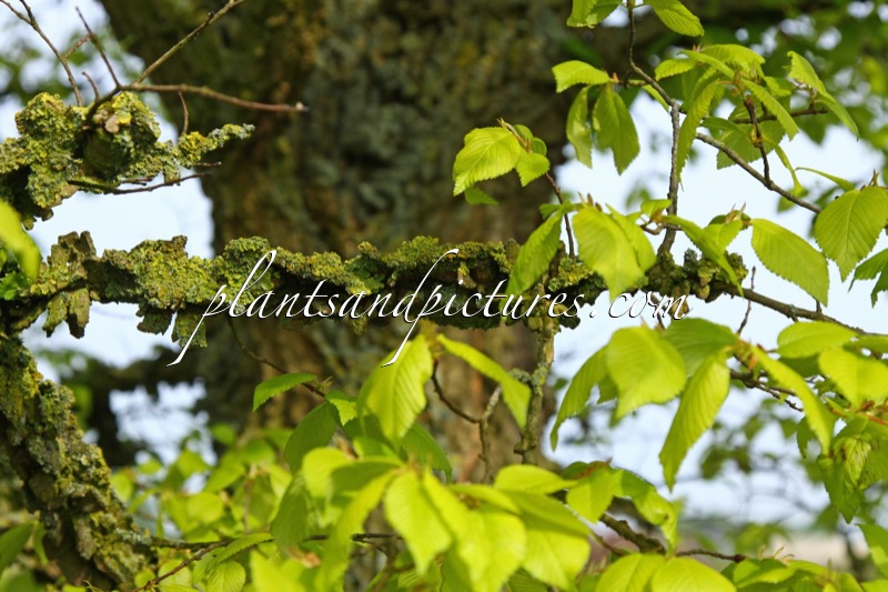Ulmus minor var. suberosa