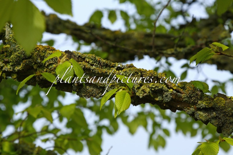 Ulmus minor var. suberosa