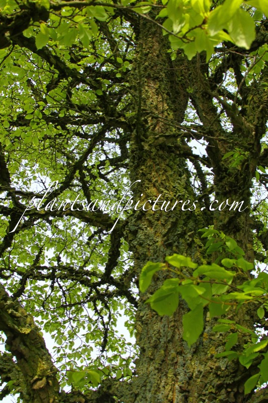 Ulmus minor var. suberosa