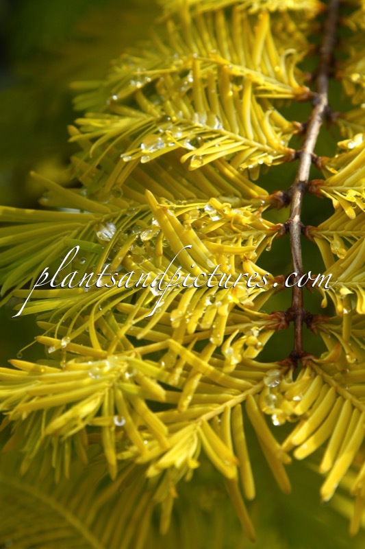 Metasequoia glyptostroboides ‘Ogon’ (GOLDRUSH)