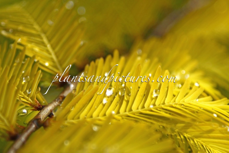 Metasequoia glyptostroboides ‘Ogon’ (GOLDRUSH)