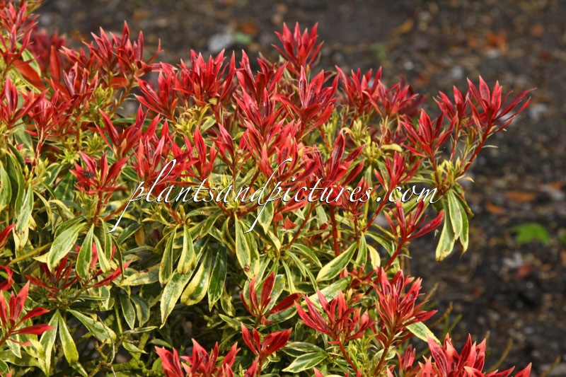 Pieris japonica ‘Astrid’