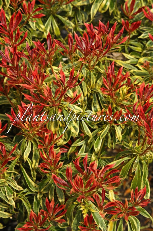 Pieris japonica ‘Astrid’