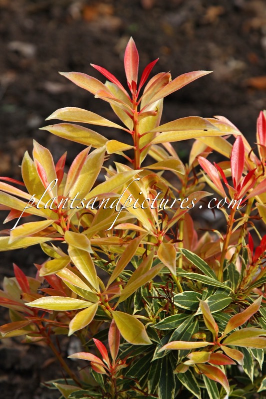 Pieris ‘Robinswood’