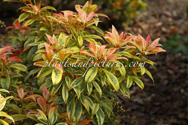 Pieris formosa ‘Umberto’