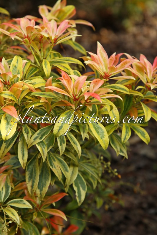 Pieris formosa ‘Umberto’