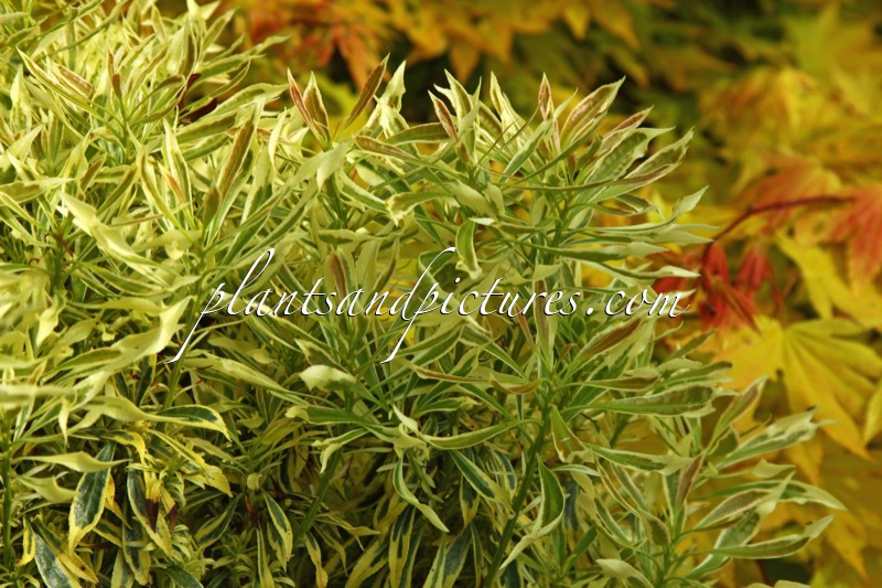 Pieris japonica ‘Laros’