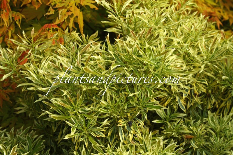 Pieris japonica ‘Laros’