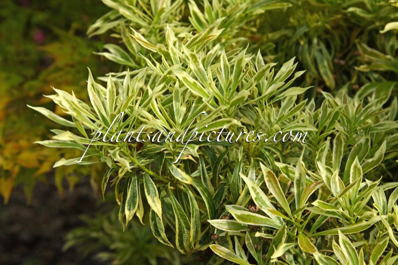 Pieris japonica ‘Laros’