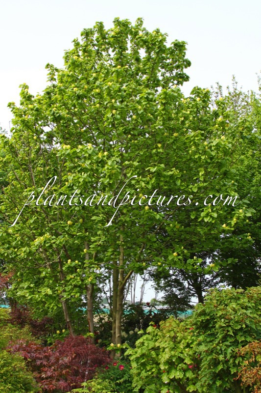 Magnolia brooklynensis ‘Yellow Bird’