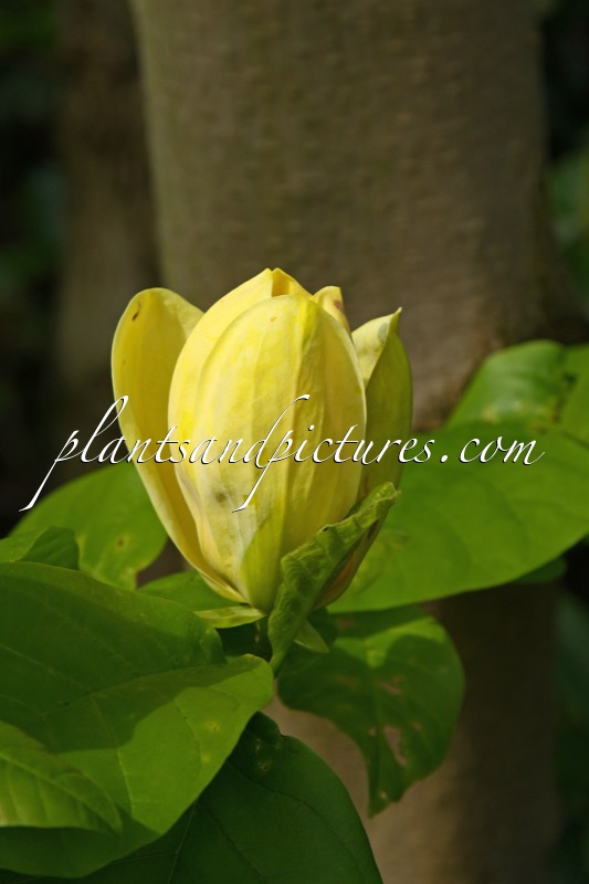 Magnolia brooklynensis ‘Yellow Bird’