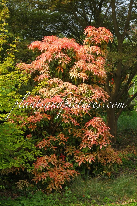 Pieris ‘Bert Chandler’