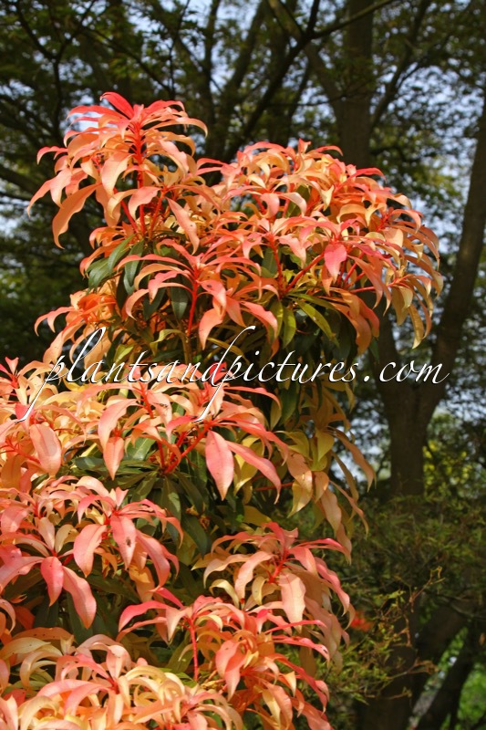 Pieris ‘Bert Chandler’