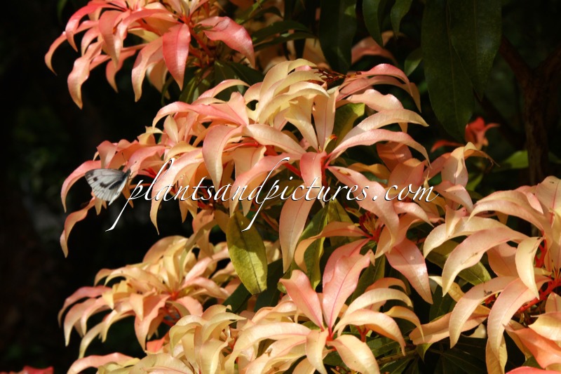 Pieris ‘Bert Chandler’