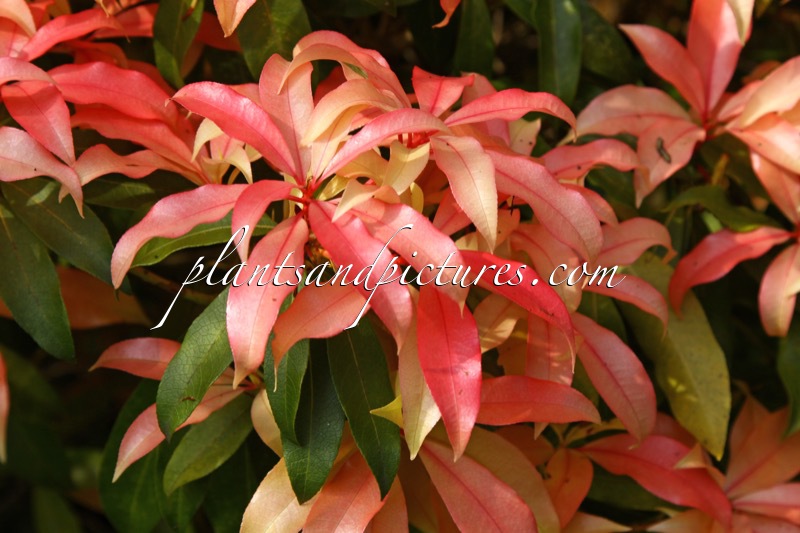 Pieris ‘Bert Chandler’