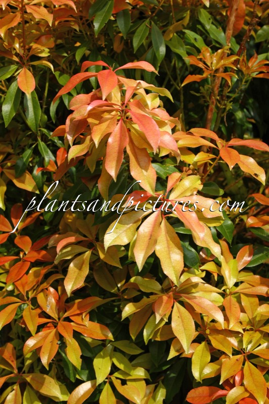 Pieris formosa ‘Jermyns’