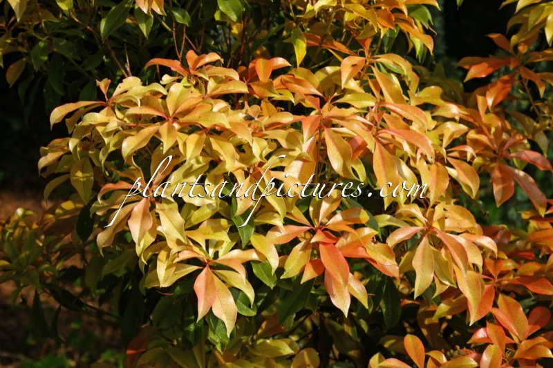 Pieris formosa ‘Jermyns’