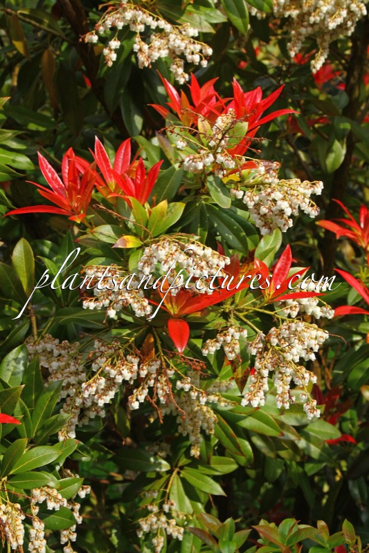 Pieris formosa ‘Wakehurst’