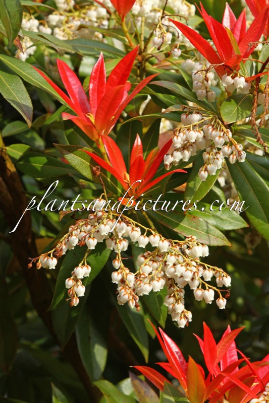 Pieris formosa ‘Wakehurst’
