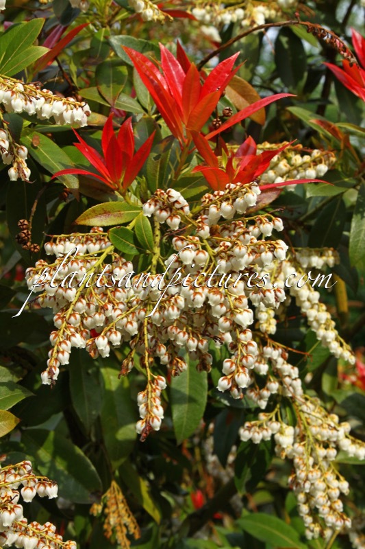 Pieris formosa ‘Wakehurst’