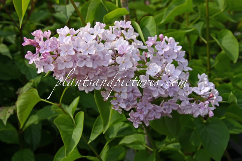 Syringa hyacinthiflora ‘Pink Cloud’