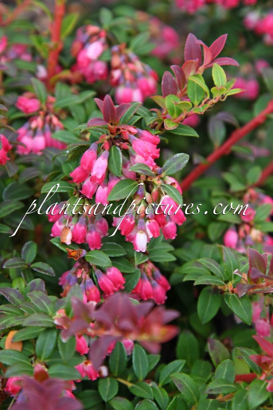 Vaccinium floribundum