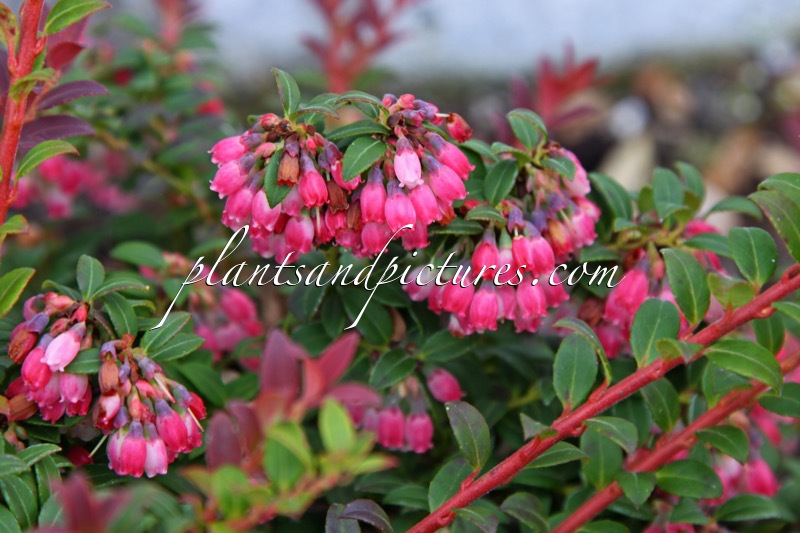 Vaccinium floribundum