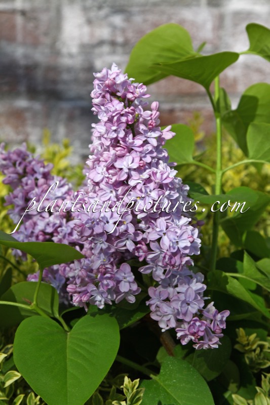 Syringa vulgaris ‘Evert de Gier’ (CARPE DIEM)