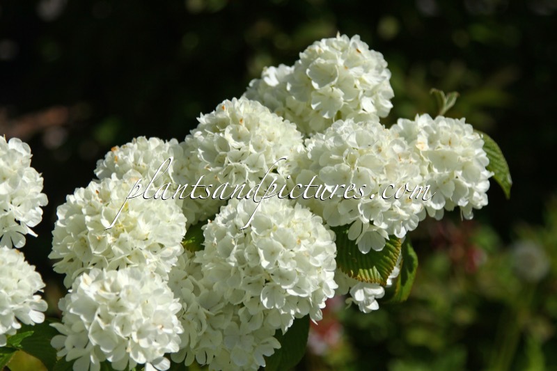 Viburnum plicatum ‘Newport’