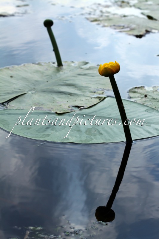 Nuphar lutea