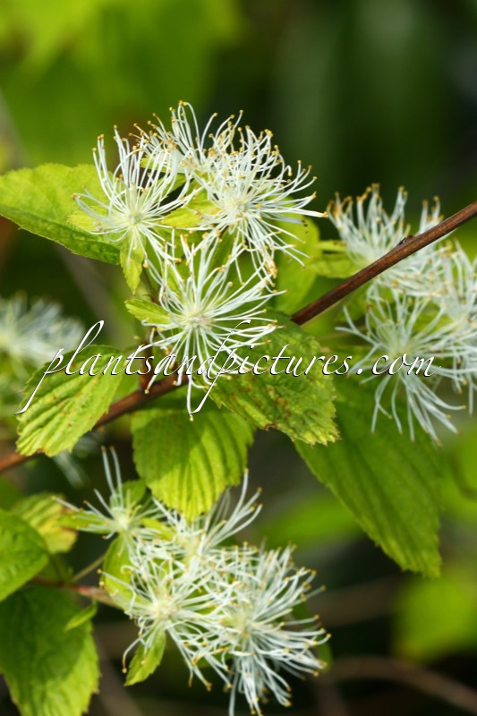 Neviusia alabamensis