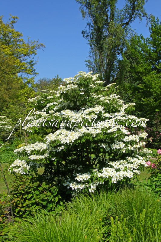 Viburnum plicatum ‘Watanabe’