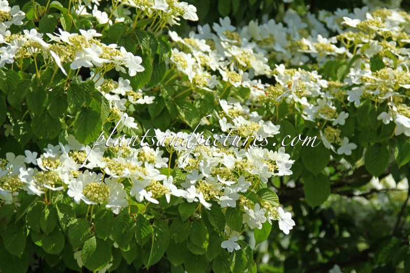 Viburnum plicatum ‘Watanabe’