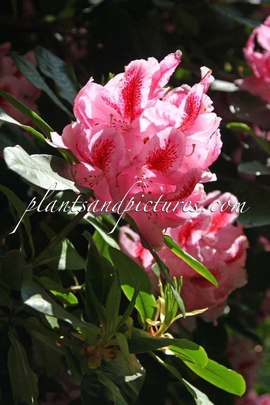Rhododendron ‘Furnivall’s Daughter’