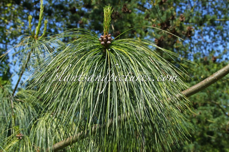Pinus wallichiana ‘Zebrina’