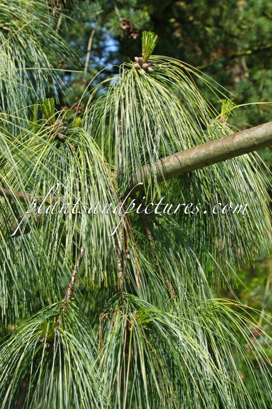 Pinus wallichiana ‘Zebrina’