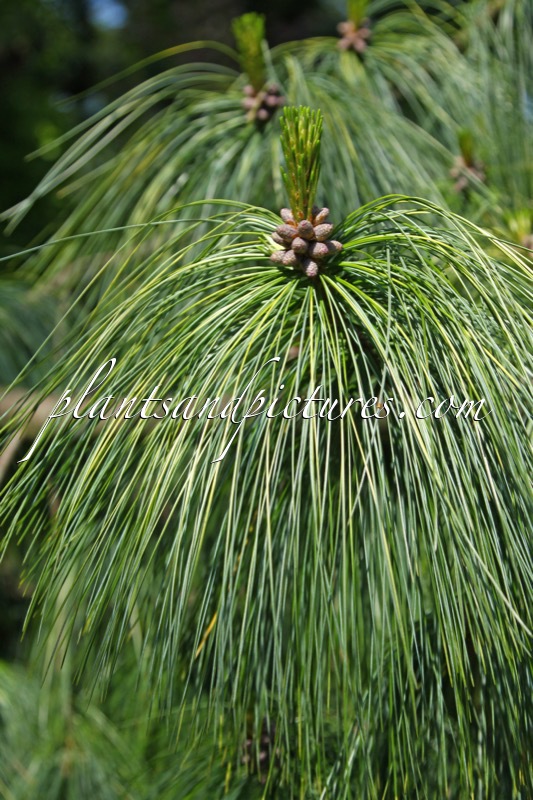 Pinus wallichiana ‘Zebrina’