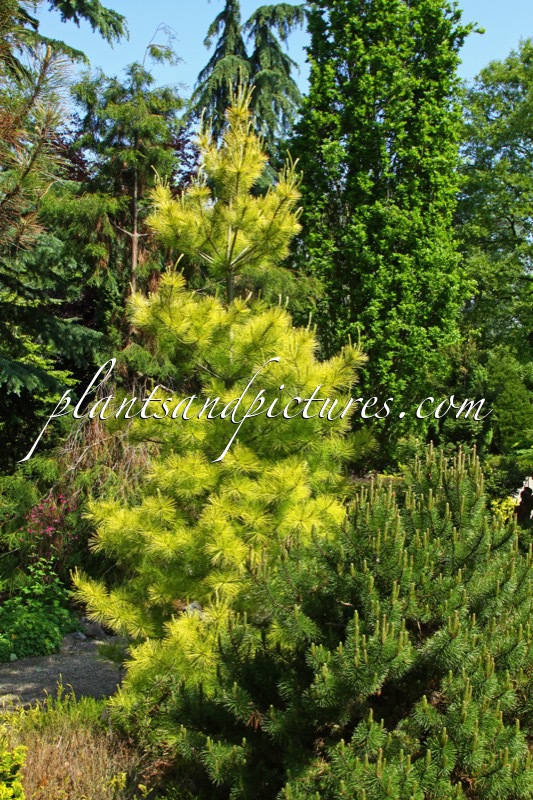 Pinus strobus ‘Louie’
